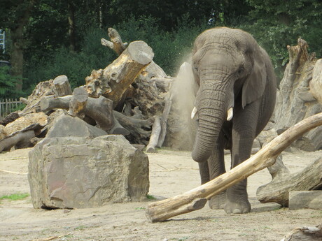 Stofbad voor olifant