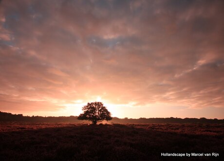 Morning tree