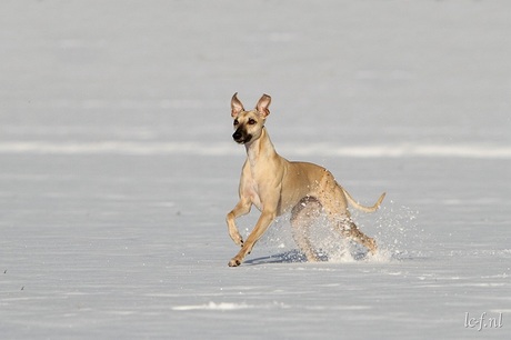 Honnie de whippet