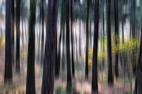 A Forest