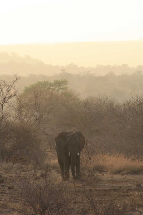 Olifant in ochtendzon