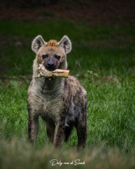 Gevlekte Hyena