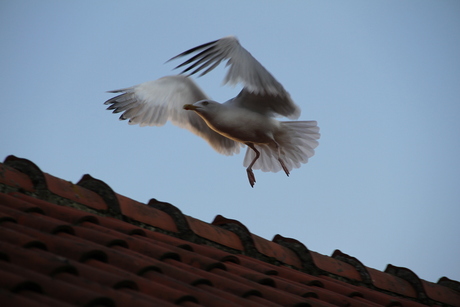 oiseaux zandvoort