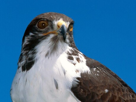 Buizerd