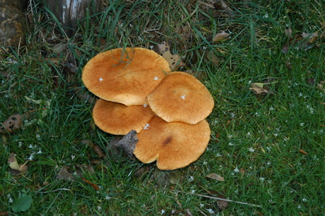 Paddestoelen