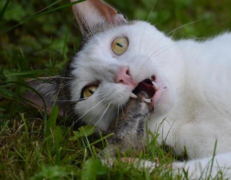 Tijgertje met muis