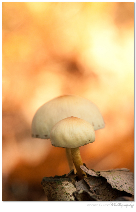 Fungi Flavours
