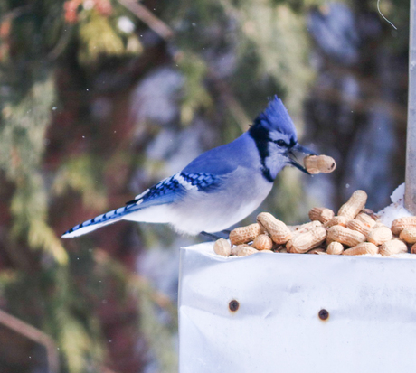 Mister blue jay