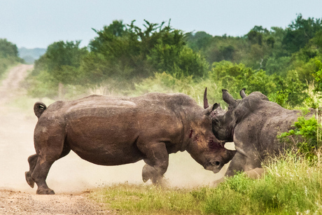 Rhino fight-1.jpg