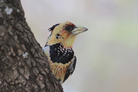 Barbet