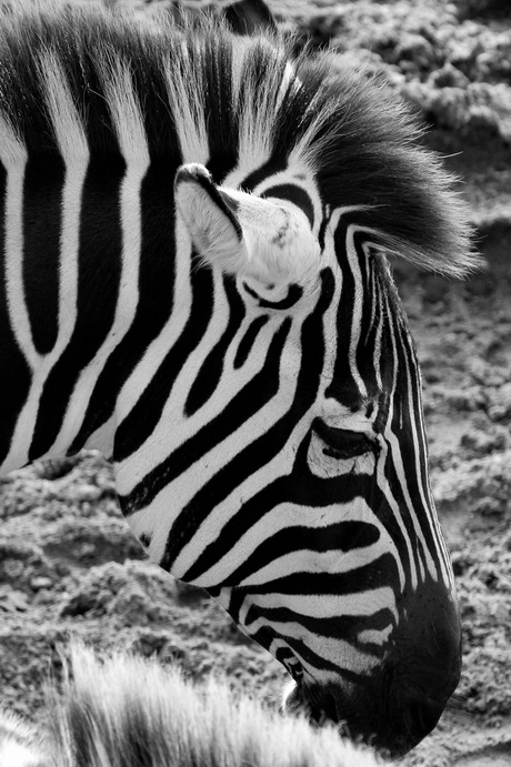 Zebra in dierentuin Burger's Zoo, Arnhem