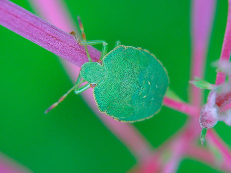 Kever op een klimrek