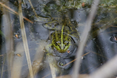 Kikker in een poel