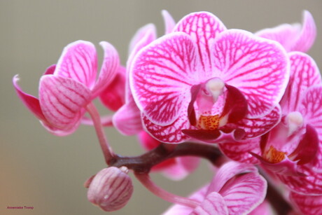 pink orchid