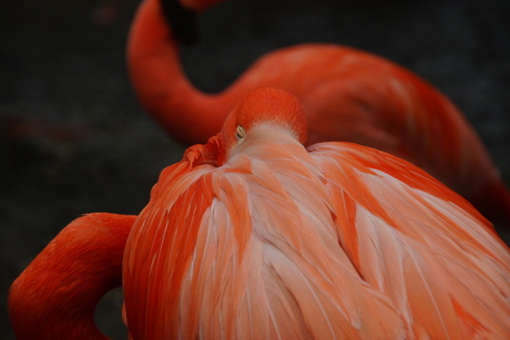 Flamingo in rust