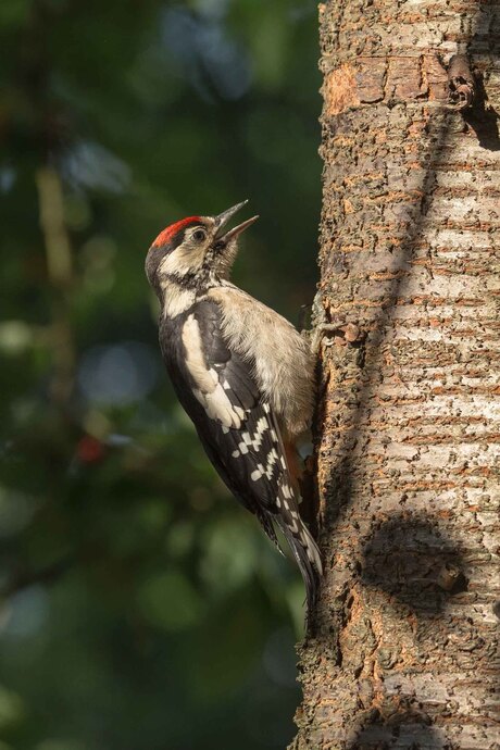 Vogels in de tuin