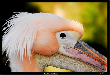 pelican.....