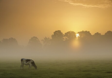 Een koe, zon en mist