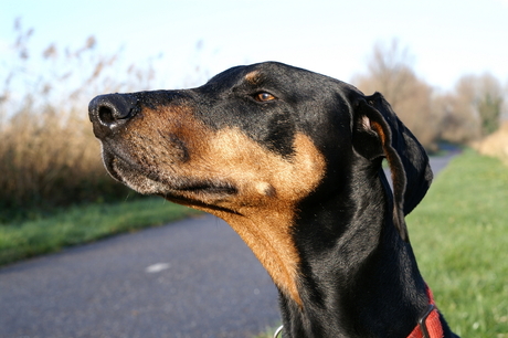 Arrogante Dober