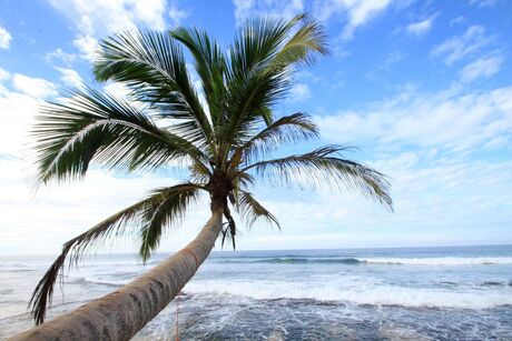 reizende palmboom