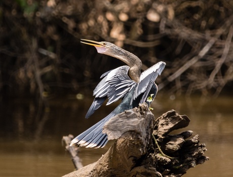 Amerikaanse slangehalsvogel.jpg