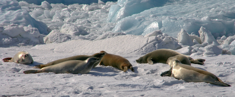 Familiedag op Antarctica