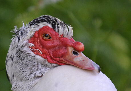 Cairina Moschata (Muskuseend).