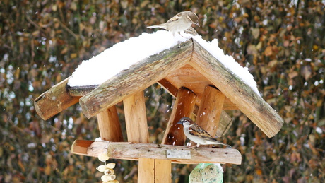 Volgens spelen met sneeuw