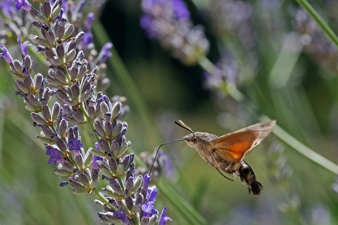 koliebrievlinder 1 - - - foto door jrietveld01 op 22-09-2016 - deze foto bevat: bokeh