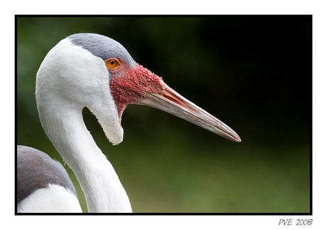 Lel Kraanvogel (Bugeranus Carunculatus)