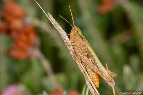 Kustsprinkhaan (Chorthippus albomarginatus)