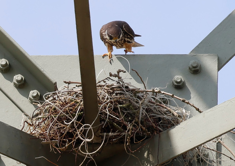 Moeders inspecteert kroost