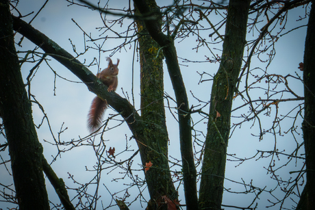 eekhoorn in de boom