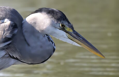 Reiger