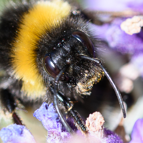 hommel