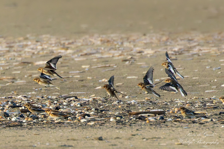 Opvliegende sneeuwgorzen op het strand