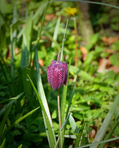 Wilde Kievitsbloem