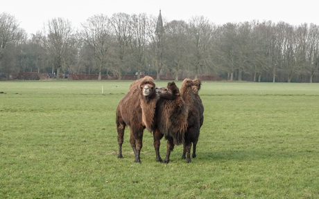 Kusje er op ....jij