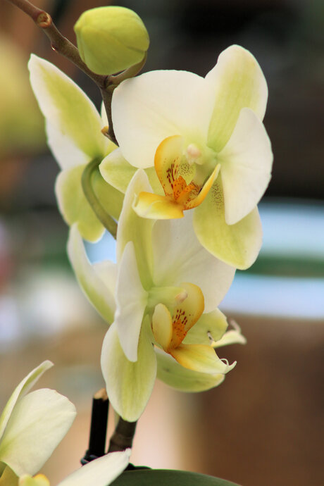 orchidee