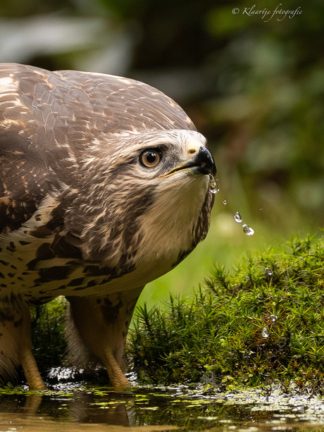 Buizerd heeft dorst!