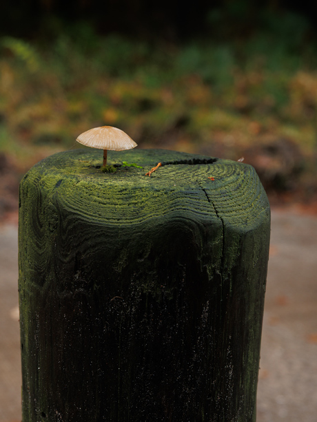 Paddenstoel op paaltje