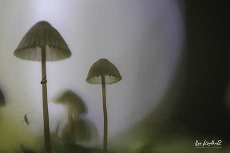 Welkom in de magische wereld van de paddenstoelen - 3