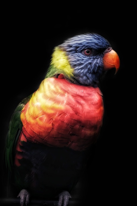 Regenboogvogel