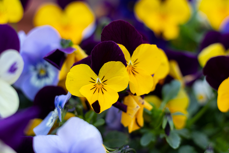 Kleurrijke viooltjes