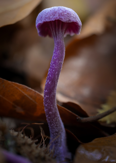 Een vleugje paars in het bos
