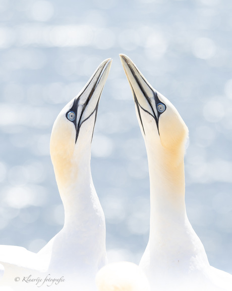  Balts van de Jan van Genten