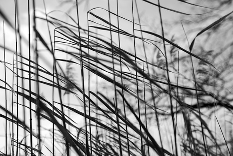 Een wirwar van stengels 