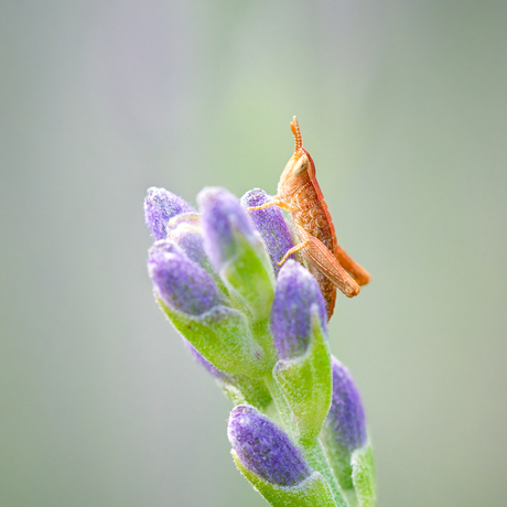 Kleine sprinkhaan op lavendel