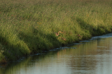 Purperreiger