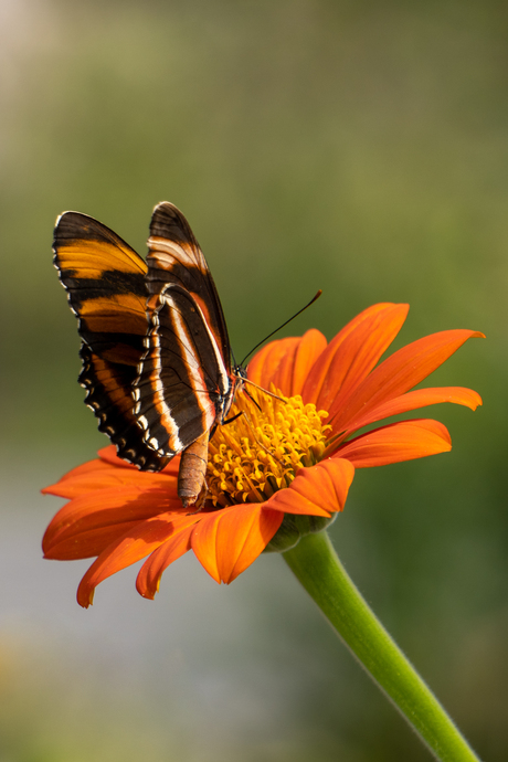 Vlinder op bloem